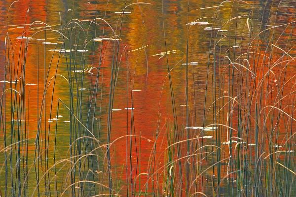 Canada-Ontario Reeds on Bunny Lake
